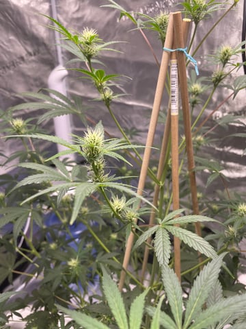 ripleys og — flower, day 52
