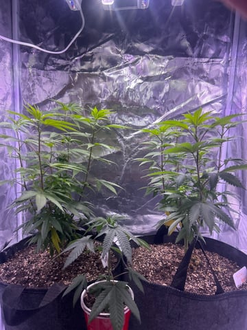 2nd grow — vegetative, day 77