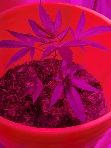 first grow  — vegetative, day 23