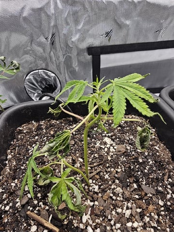 First Grow — vegetative, day 5