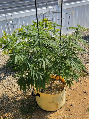 Outdoors L.S.D and Cinderalla 99  — vegetative, day 36