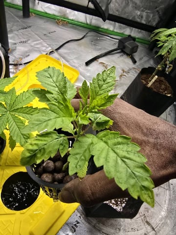 Oceanz 16 — vegetative, day 14