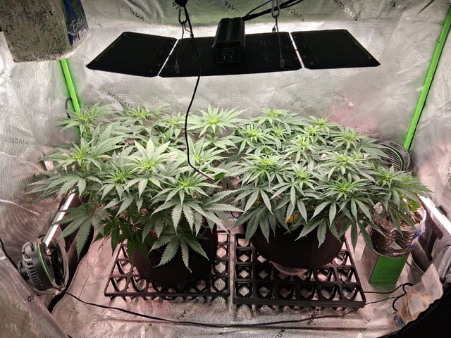 fruity pebbles, cap junky — flower, day 66