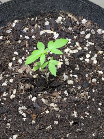 Audrey III — vegetative, day 37