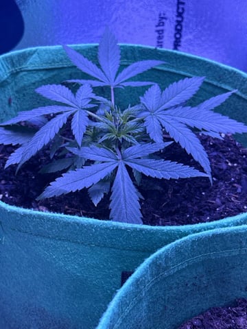 First time growing  — vegetative, day 1