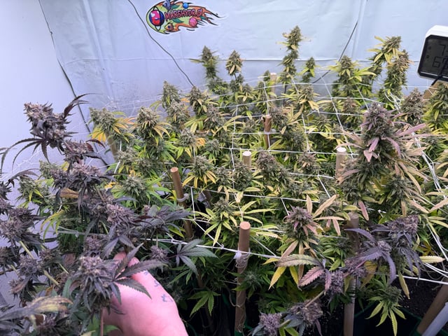 Indoor Grow  — flower, day 206