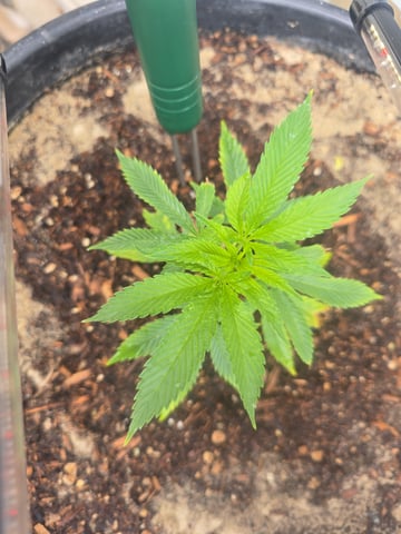 Venice Beach — vegetative, day 1