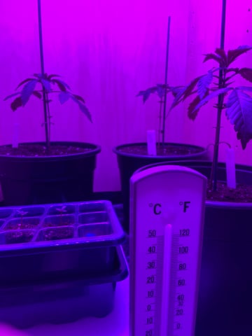 white runtz first grow  — vegetative, day 3