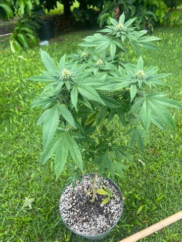 Ttkmkk — grow_setup, day 1