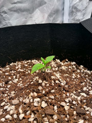 Banana Purple Punch Auto — seedling_rooting, day 9