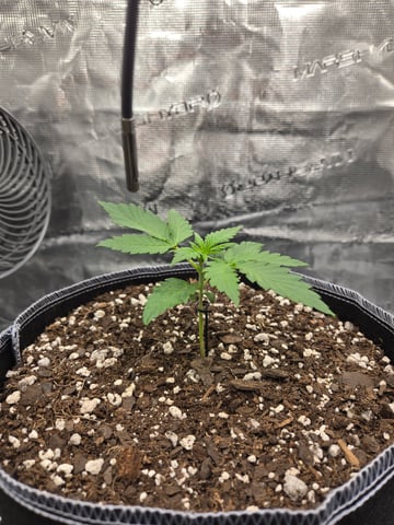 Mimosa Sunrise XXL 3x3 tent — vegetative, day 8
