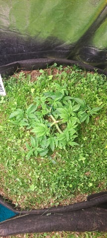 First Grow with the new setup  — vegetative, day 36