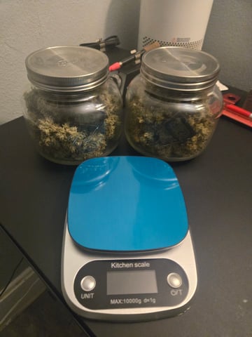 2nd Grow 3x5 tent — flower, day 101