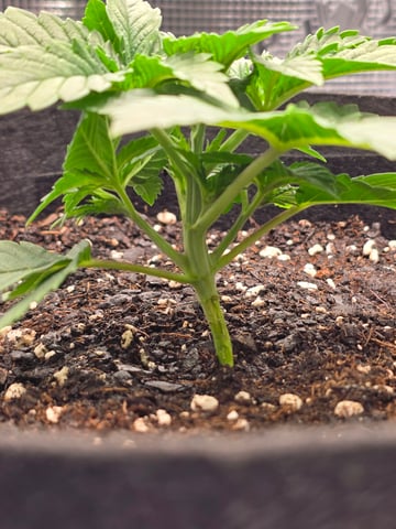 Northern lights #10 (Alaska) — vegetative, day 15