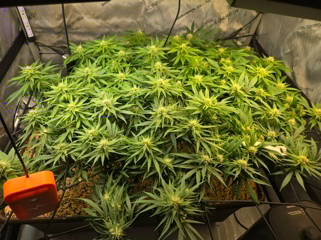 White rhino — flower, day 73