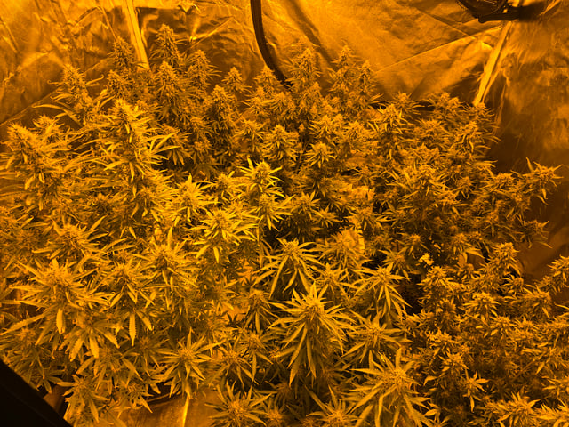 2nd Autoflower Indoor Grow — flower, day 85