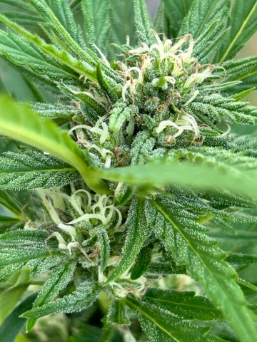 First ever grow — flower, day 75