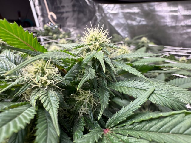 Green Gelato — flower, day 77