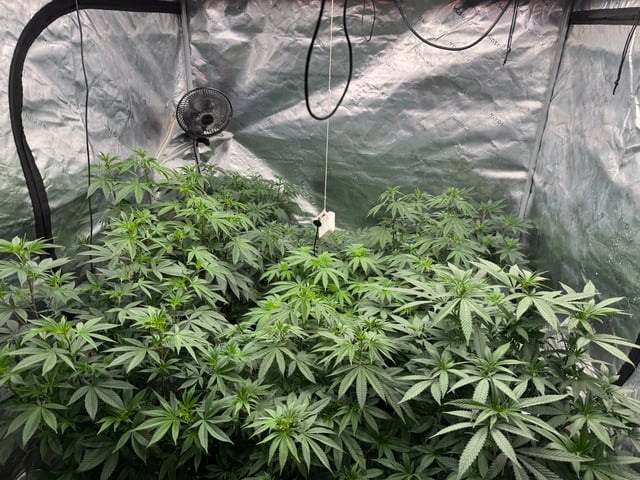 Hollywood Headband and LimeHeads  — flower, day 105