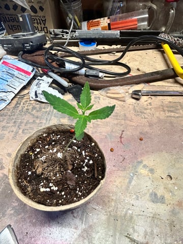 First ever grow — seedling_rooting, day 18