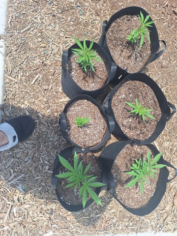 4.20.2025 — vegetative, day 1