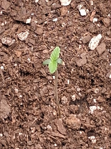 First Indoor Grow  — seedling_rooting, day 8