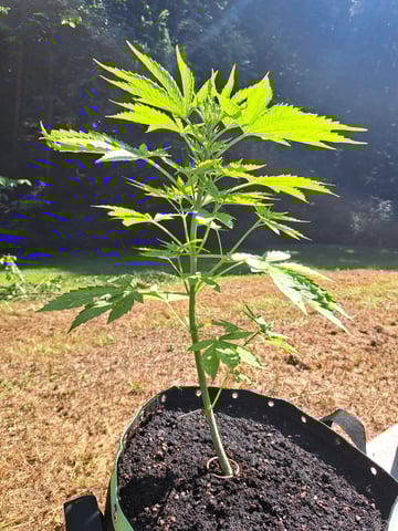 Bucket List Grow #2 — vegetative, day 43