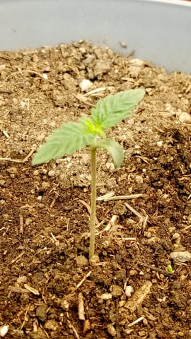 Jack hearer/Jack the ripper? — seedling_rooting, day 9