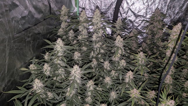 Strawberry Cheesecake Seedsman Seeds Autoflowers x2 — flower, day 80
