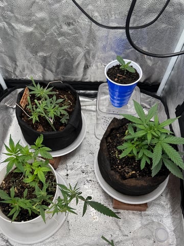  Acapulco gold auto July  — seedling_rooting, day 25