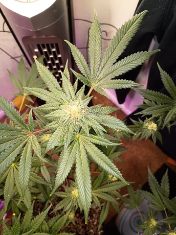 Poor Ivory — flower, day 145