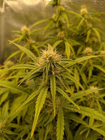 first grow — flower, day 48