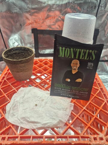 Montel Williams Dream Widow