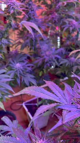 garden — flower, day 1