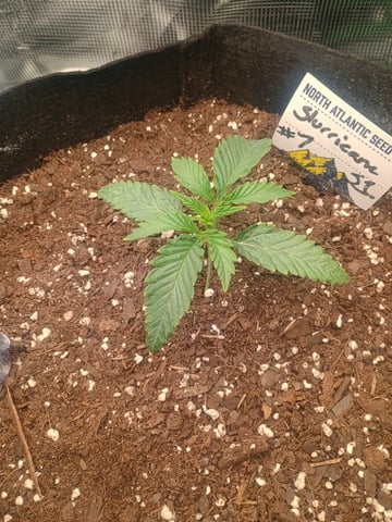 lil Slurry, first grow — seedling_rooting, day 12