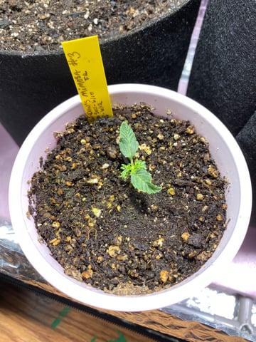 Widows Mimosa(auto) F2 progeny — seedling_rooting, day 17