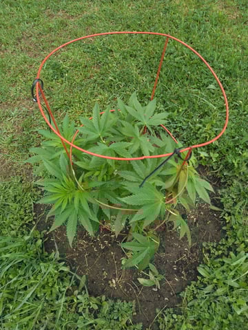 Motorbreath 15 — vegetative, day 6