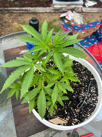 First ever grow — flower, day 45