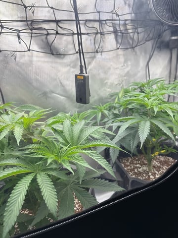 northern lights — vegetative, day 29