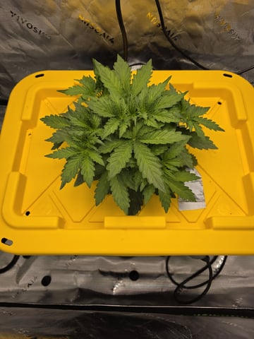 Mendo Frost Autoflower — vegetative, day 21