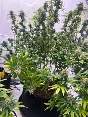 Indoor Grow  — flower, day 85