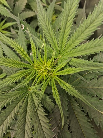 My Girls — flower, day 24