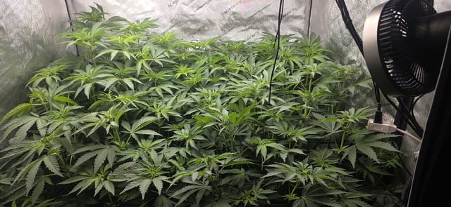Maple Nectar  — flower, day 52