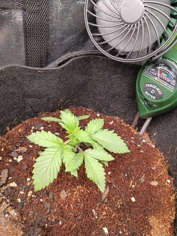 1st Grow Eva — seedling_rooting, day 15