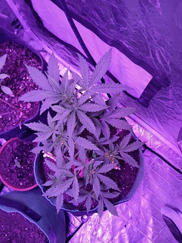 First autos  — vegetative, day 34