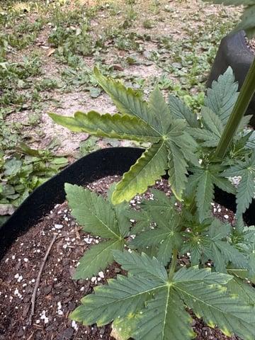 Rc Exotics — vegetative, day 38