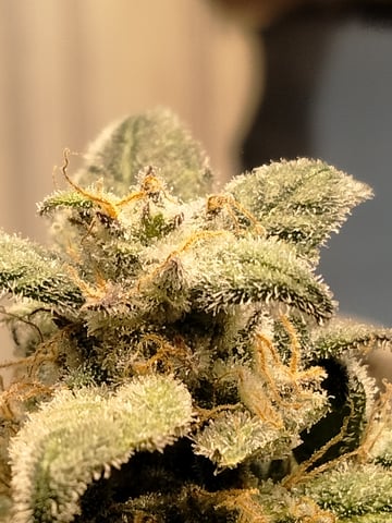 jay seaton  — done, day 156