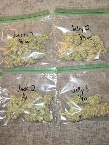 3rd Auto Grow — grow_setup, day 6