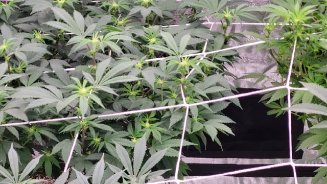 1st grow indoors(cardboard box to 2x2x4 to 5x5x6) — flower, day 95