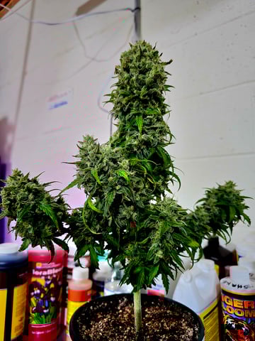 Homegrown - 🍒 🥧 & GSC Auto, 🚀 Seeds 🍌 Buttercups  — flower, day 72